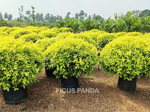 Ultimate Ficus Panda Care Guide: Transform Your Garden into a Green Paradise!